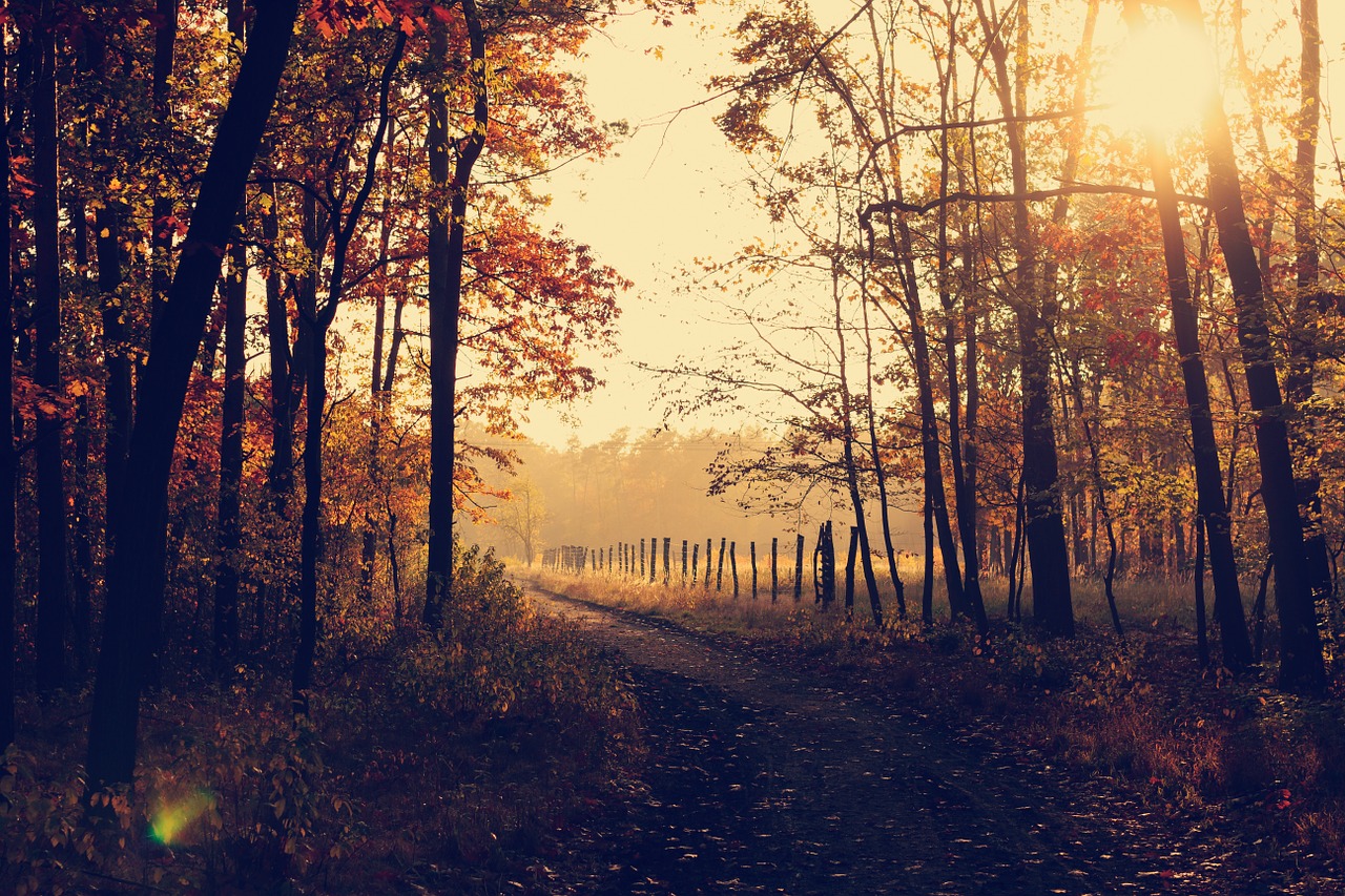 Image - woodland path clearing sunlight