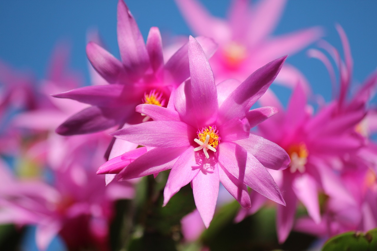 Image - christmas cactus schlumbergera