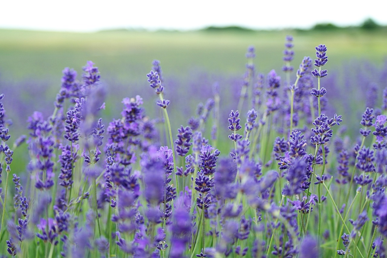 Image - lavender field lavender purple