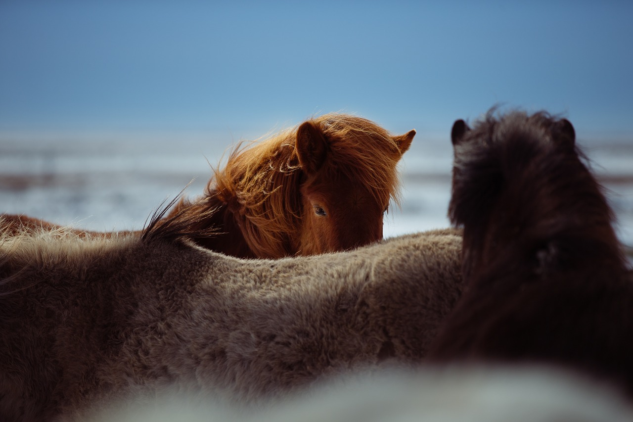 Image - horses outdoors sheltering brown