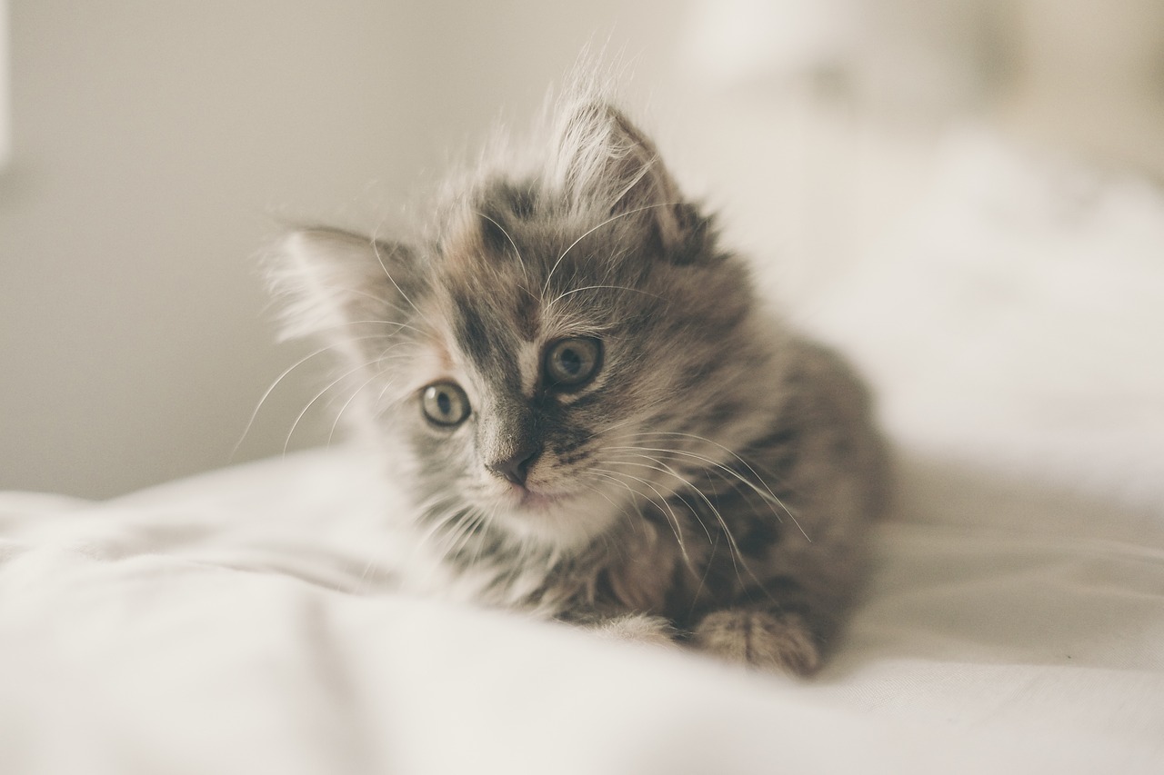 Image - kitten cute cat animal pet