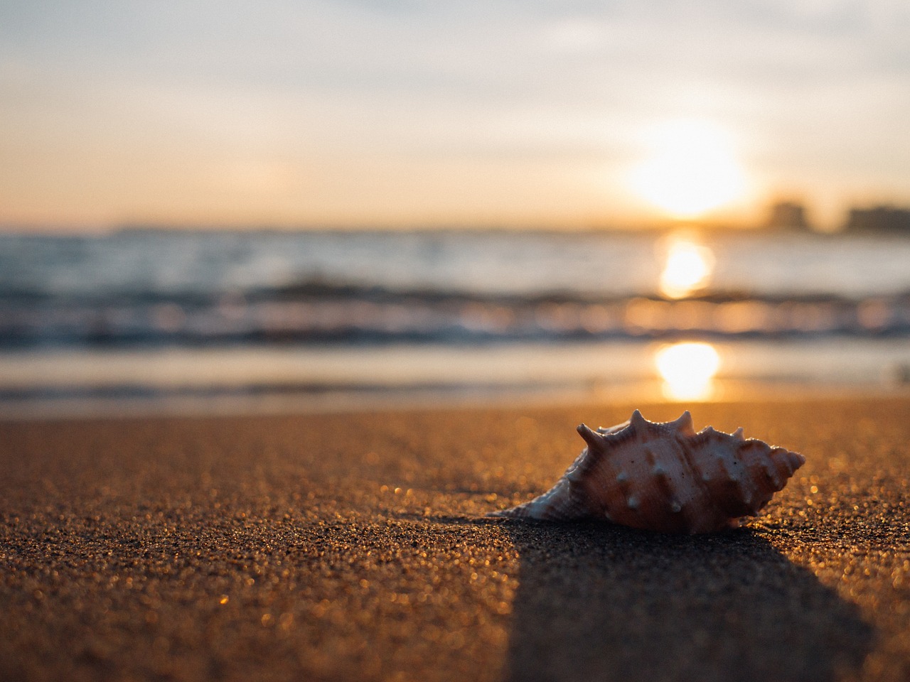 Image - shell beach seaside and sea shell