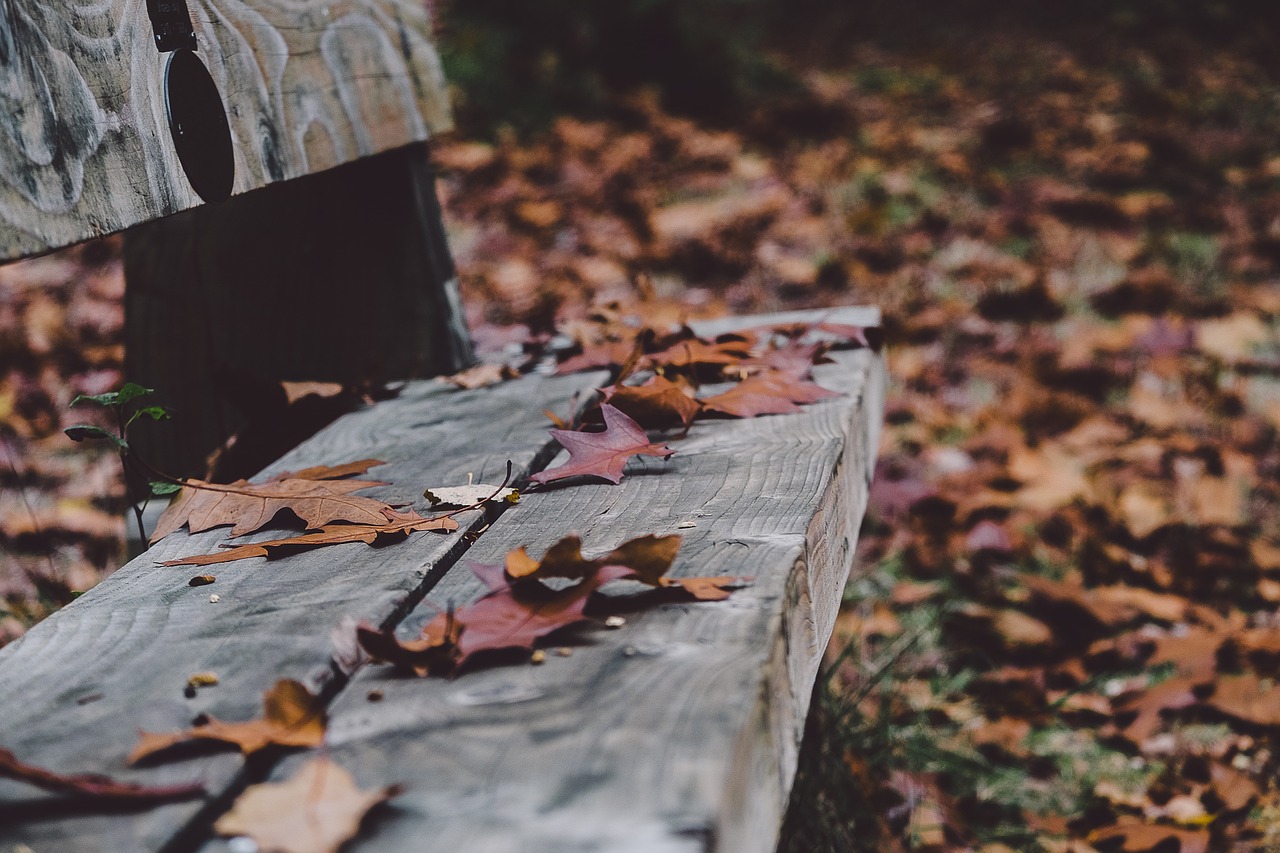 Image - bench fall autumn leaf leaves