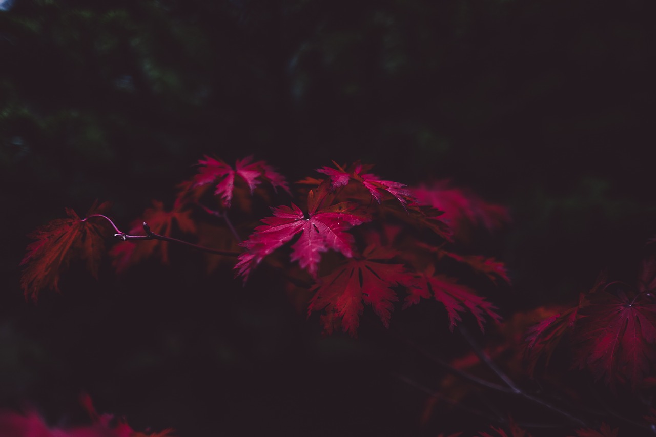 Image - leaves autumn purple fall season