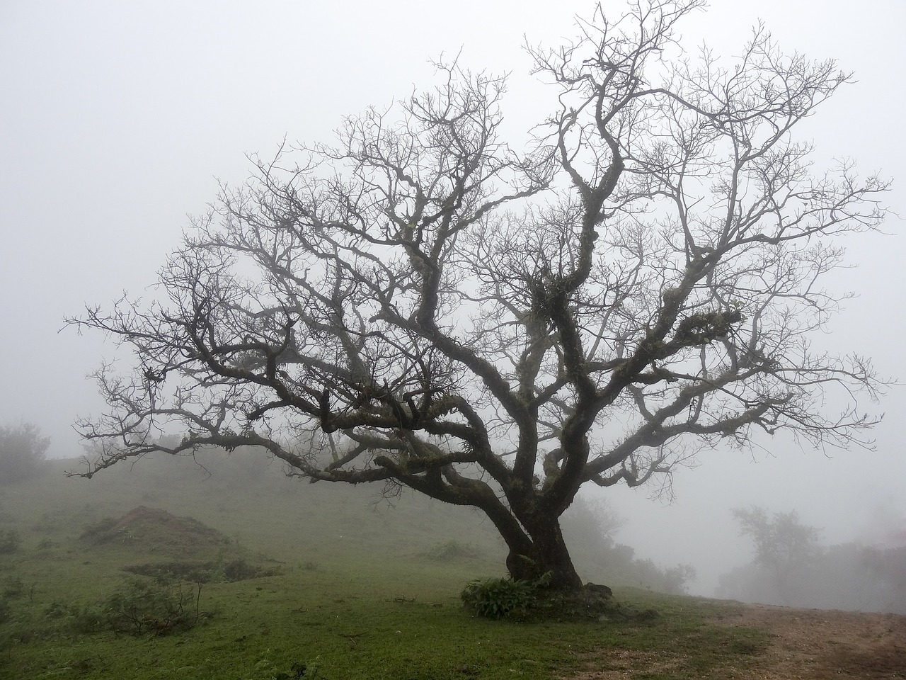 Image - bare tree deciduous mist cold