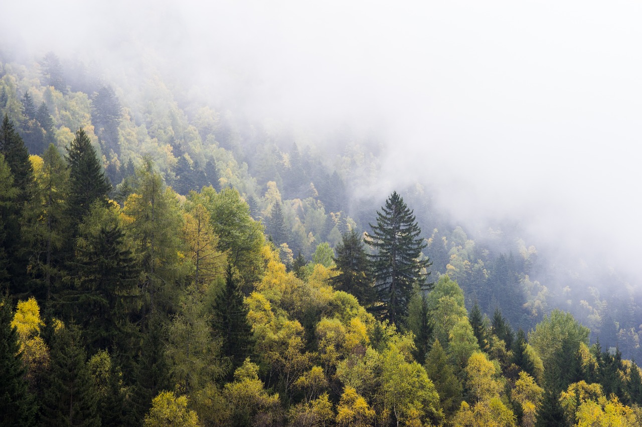 Image - forest landscape woods trees green