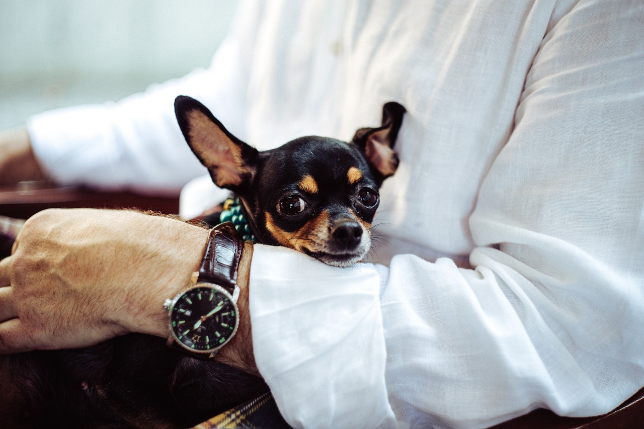 Image - chihuahua dog tiny canine loved