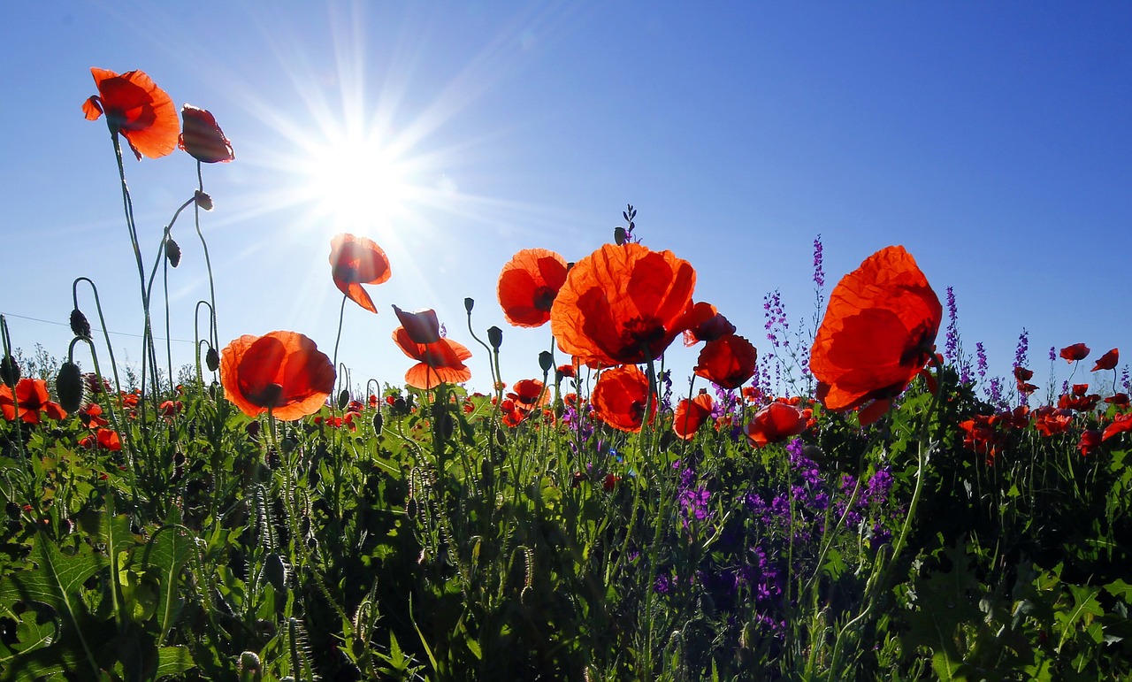Image - poppies flowers sunshine lens flare