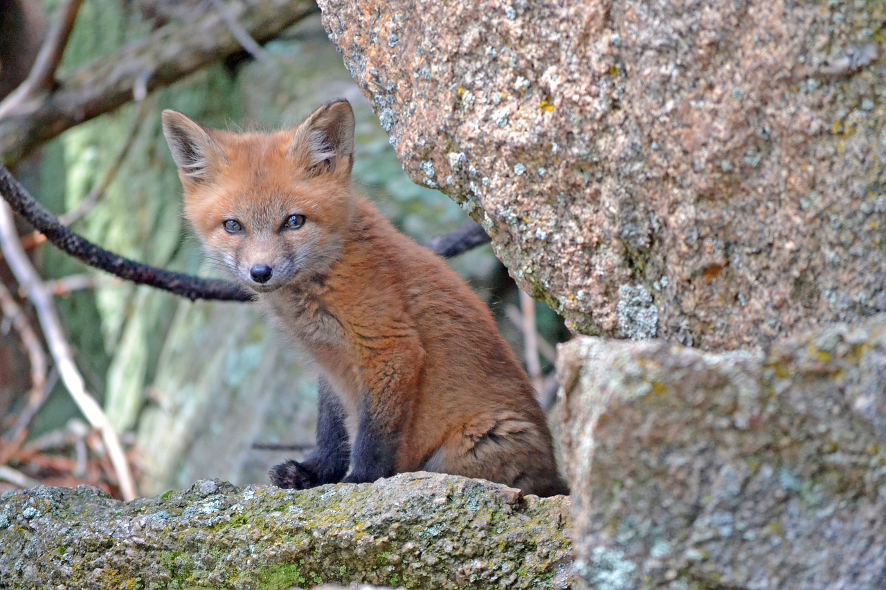 Image - fox wildlife animal nature