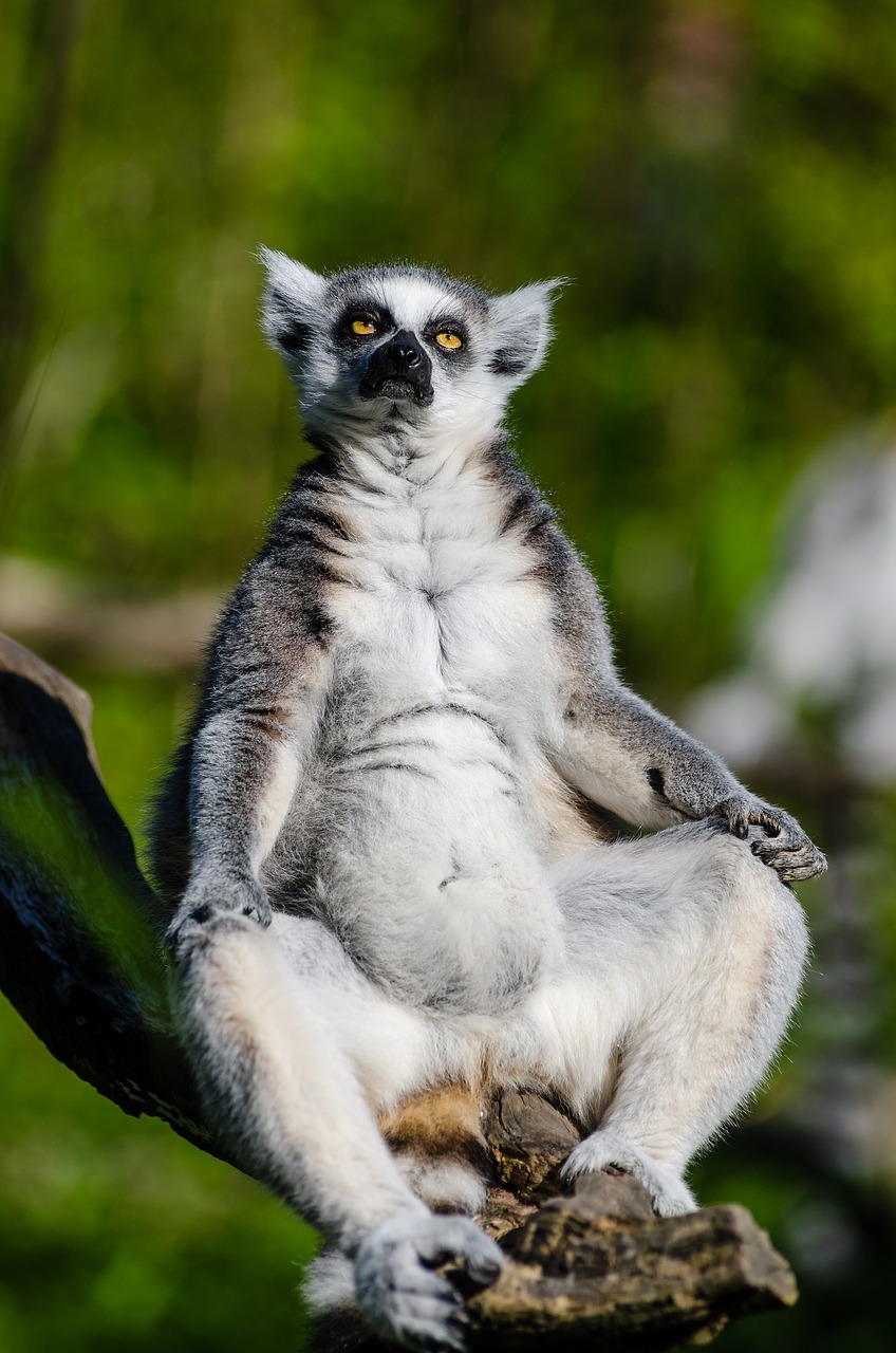 Image - lemur ring tailed lemur primate