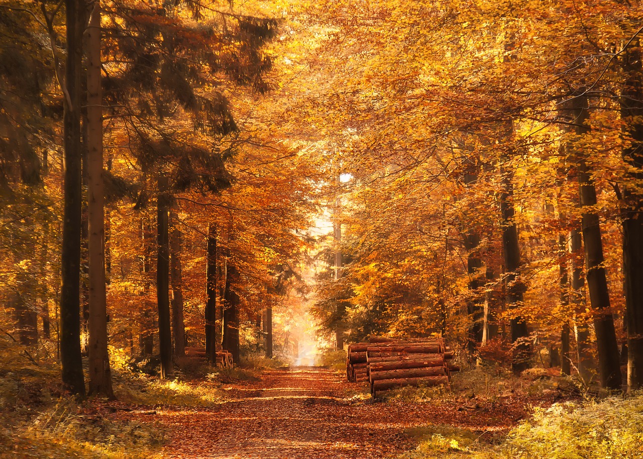 Image - forest path autumn fall leaves mood