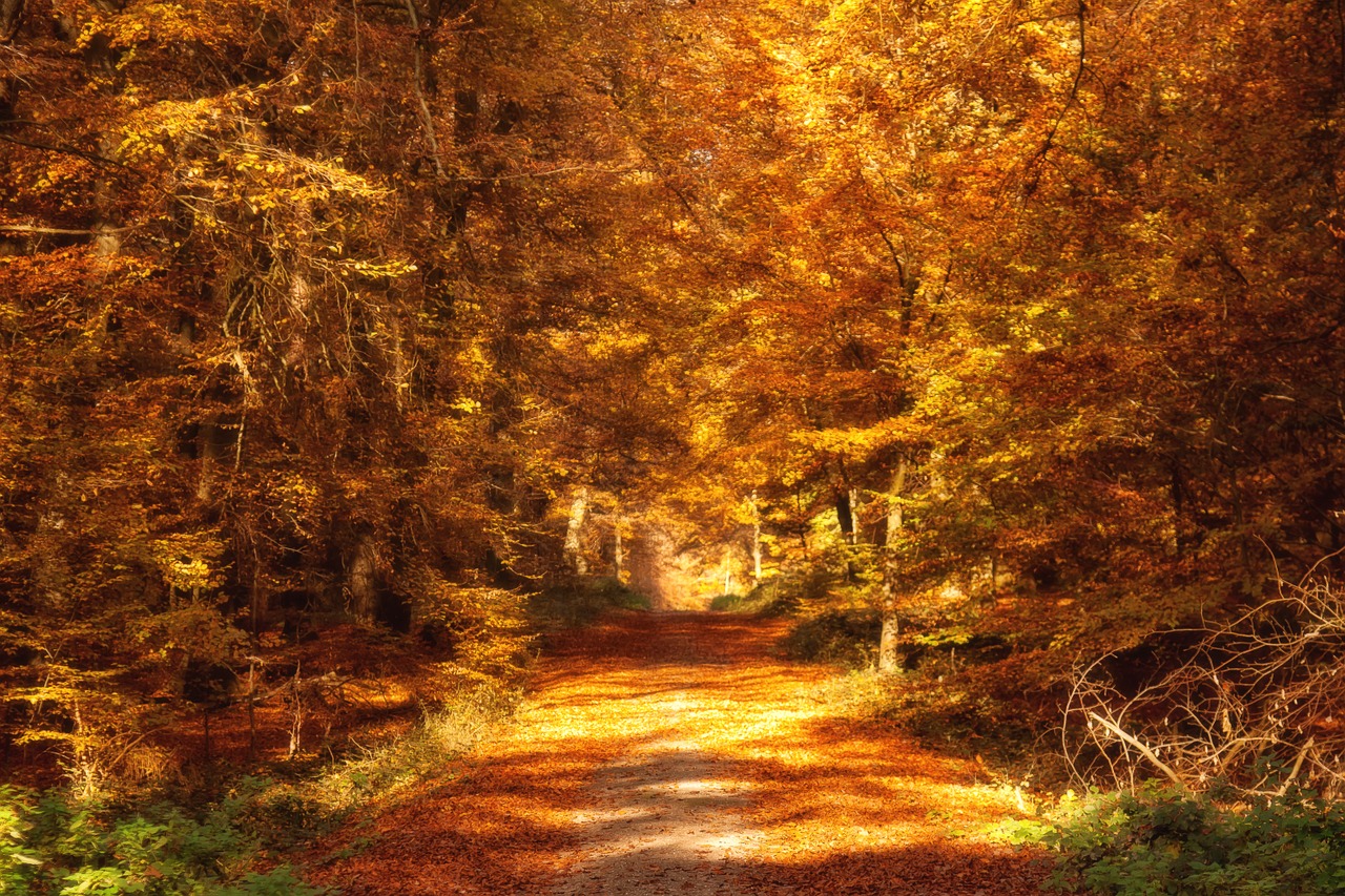Image - forest path autumn fall leaves mood