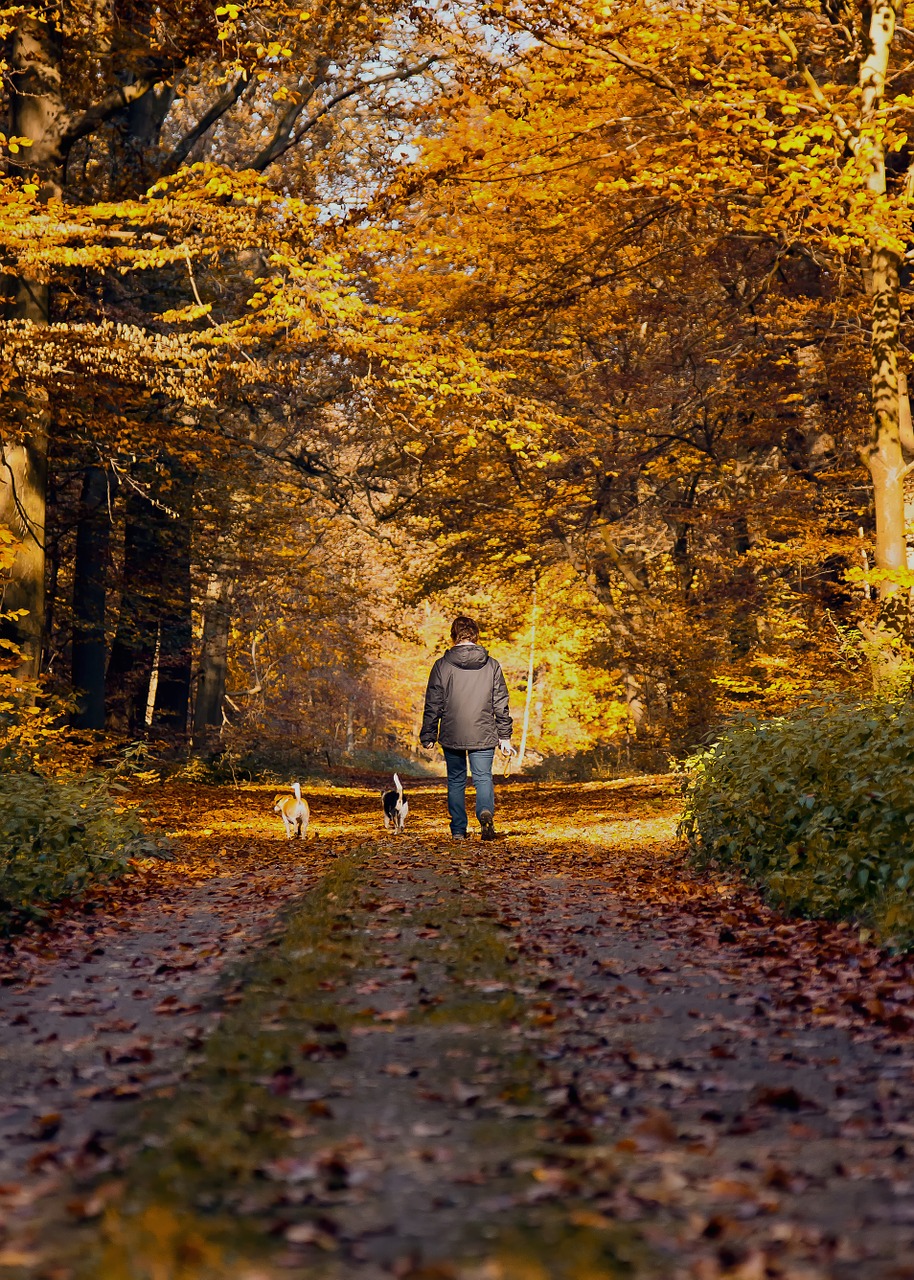 Image - forest path autumn walkers dog