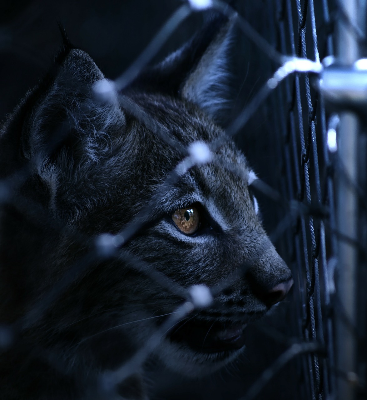 Image - lynx caught imprisoned fence view