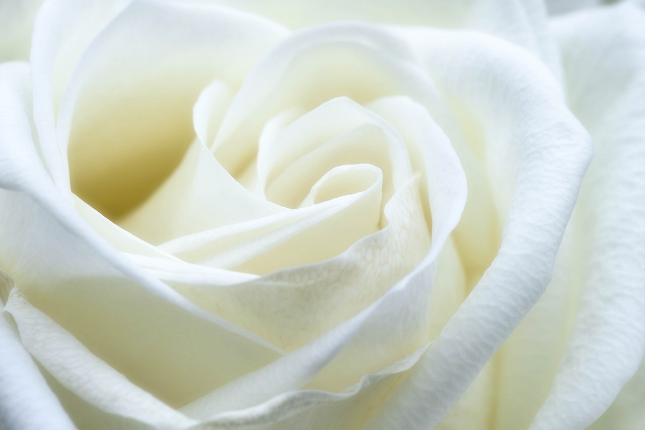 Image - rose white flower macro close