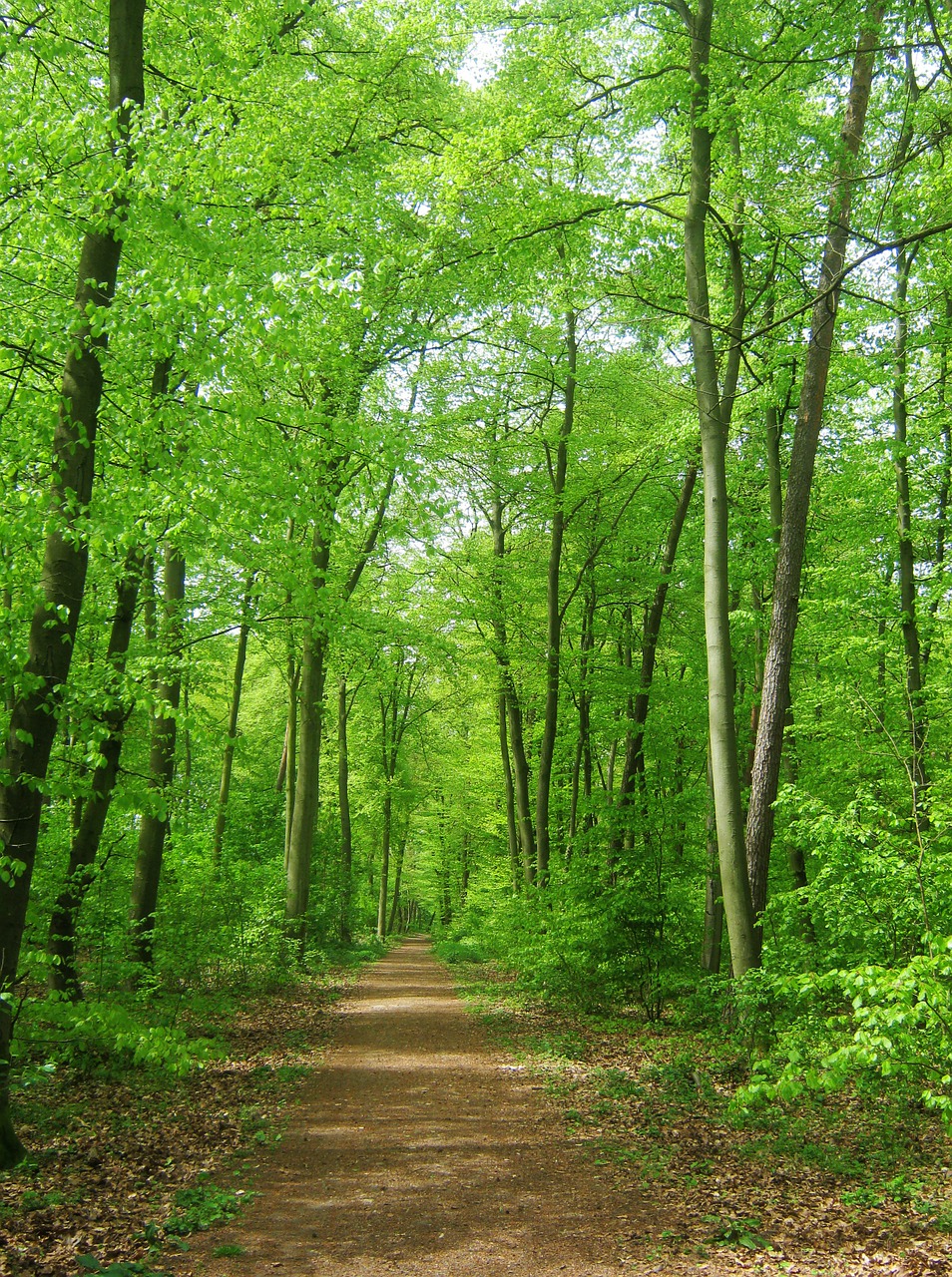 Image - forest nature trees background may