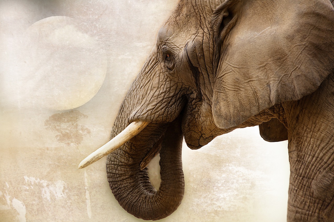 Image - elephant animal mammal ivory