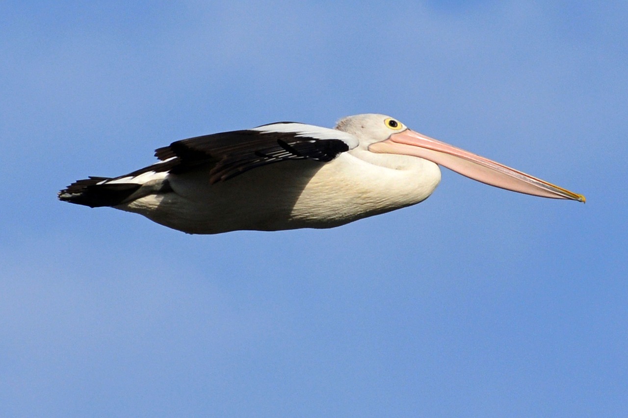 Image - pelikan animal world bird fly