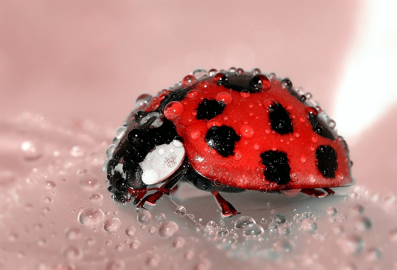 Image - ladybug beetle insect lucky charm