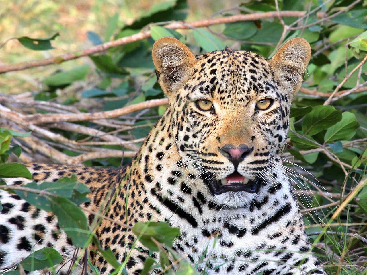 Image - leopard leopard head wildlife