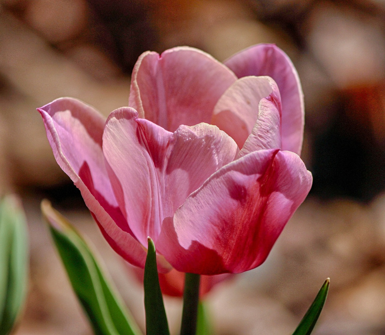 Image - tulip pink tulip flower pink