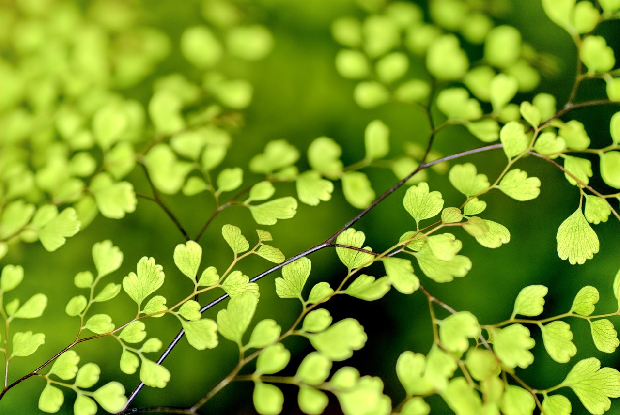 Image - flowers nature plant spring plants