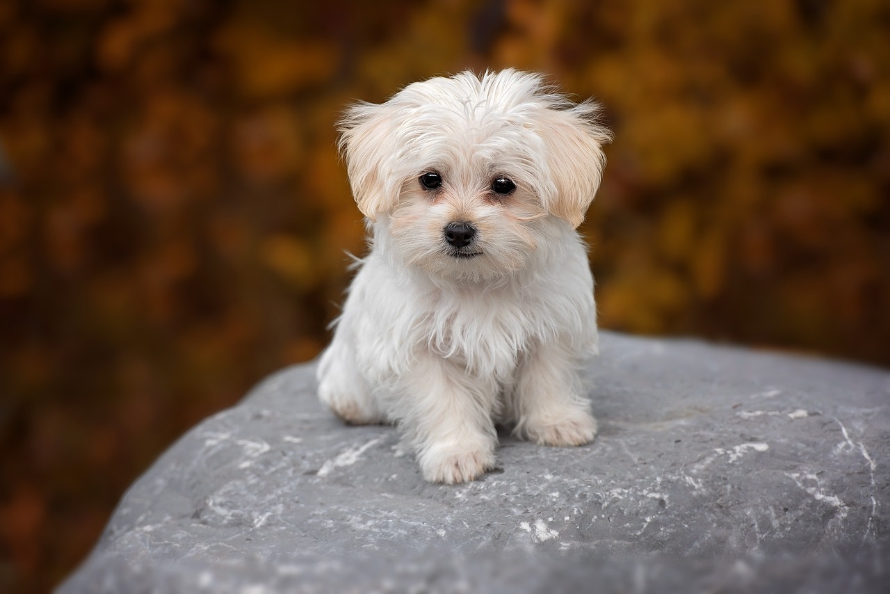 Image - dog white maltese puppy