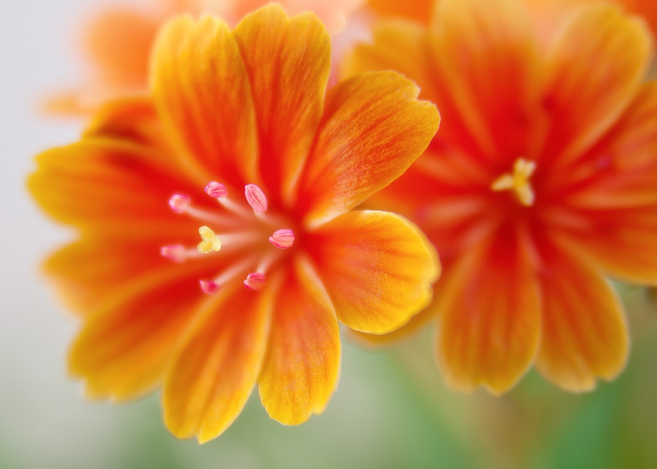 Image - lewisia bitterwurz blossom bloom