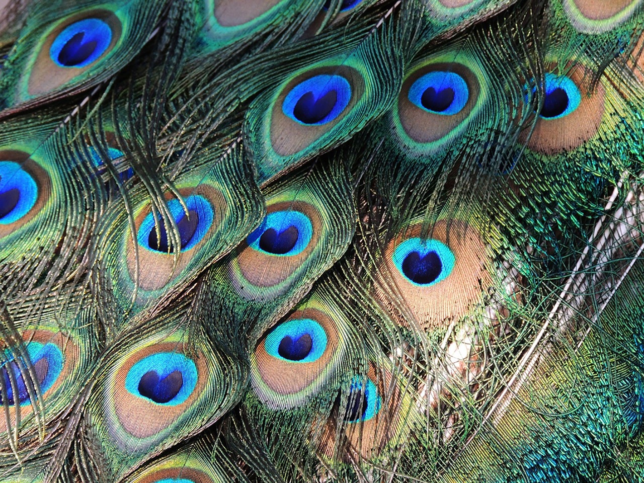 Image - peacock feathers bird colorful