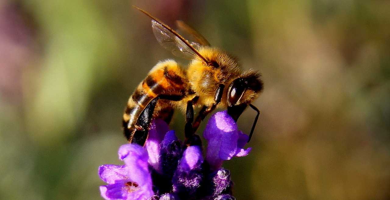 Image - bee lavender insect nature yellow