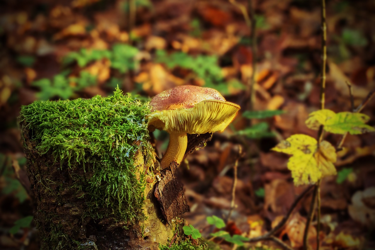 Image - tree stump mushroom