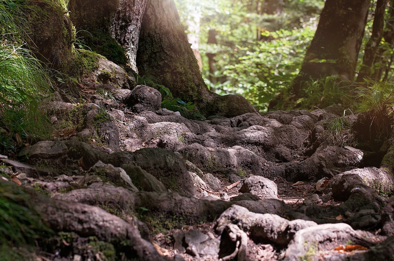 Image - away path root forest nature