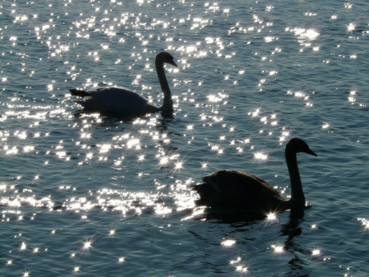 Image - swan swans animal fauna water