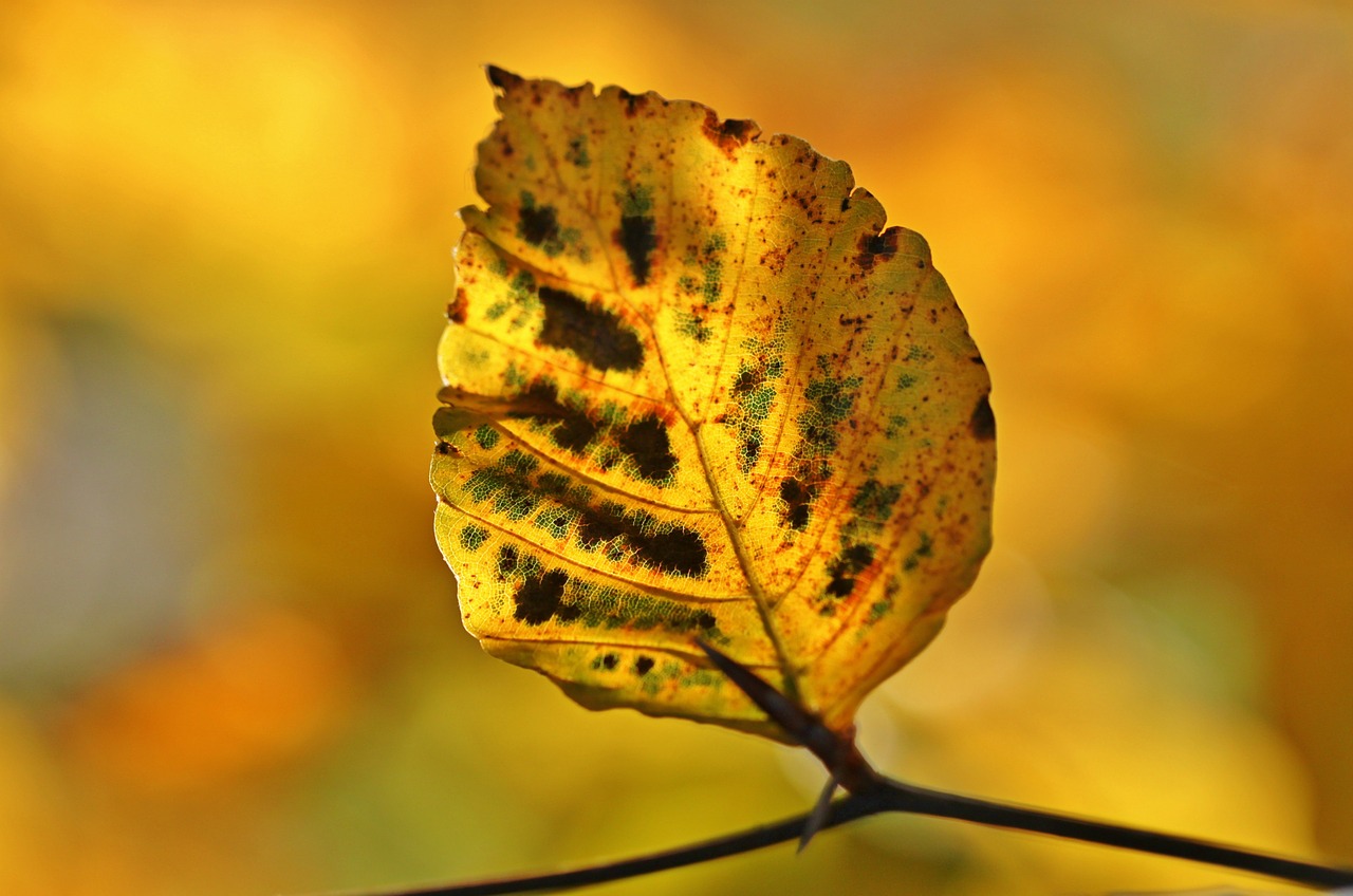 Image - autumn fall foliage leaves october