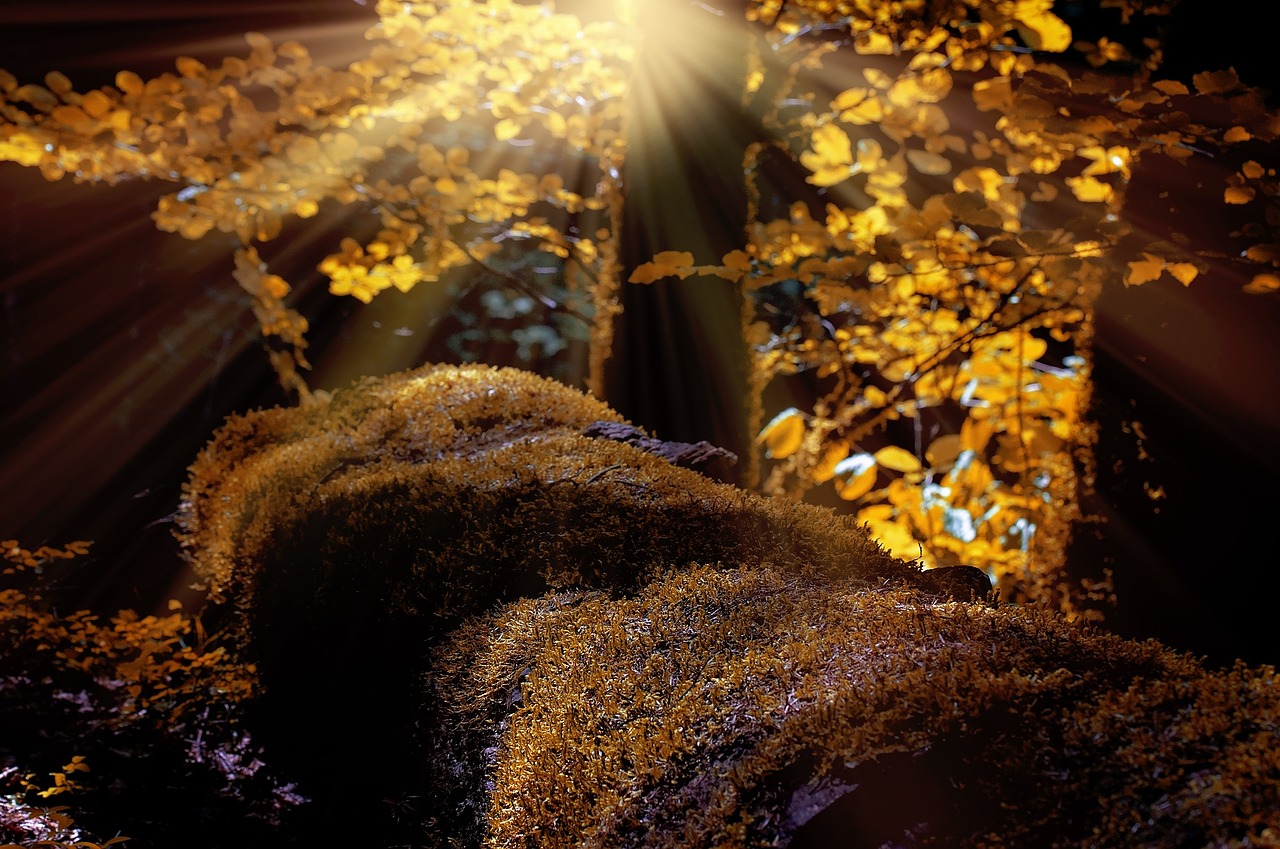 Image - landscape forest trees moss nature