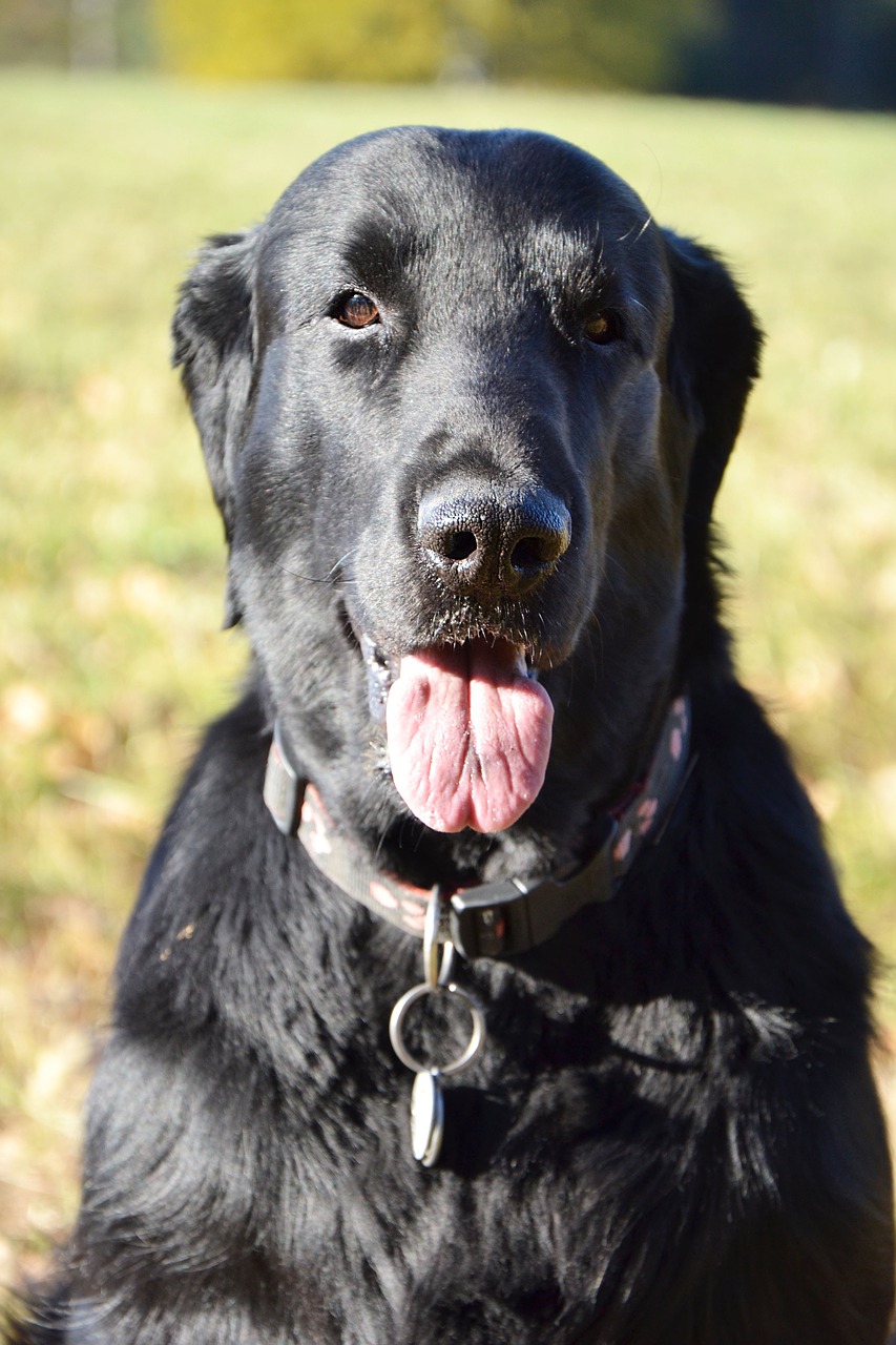 Image - dog retriver animal sweetheart