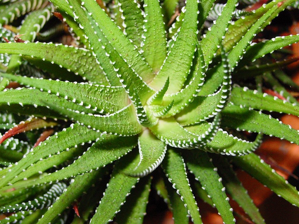 Image - aloe vera agave cactus plant green