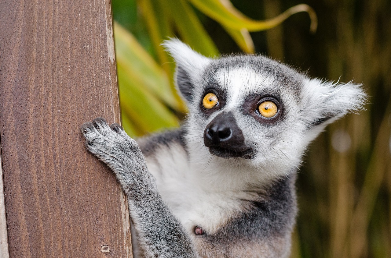 Image - lemur ring tailed lemur primate