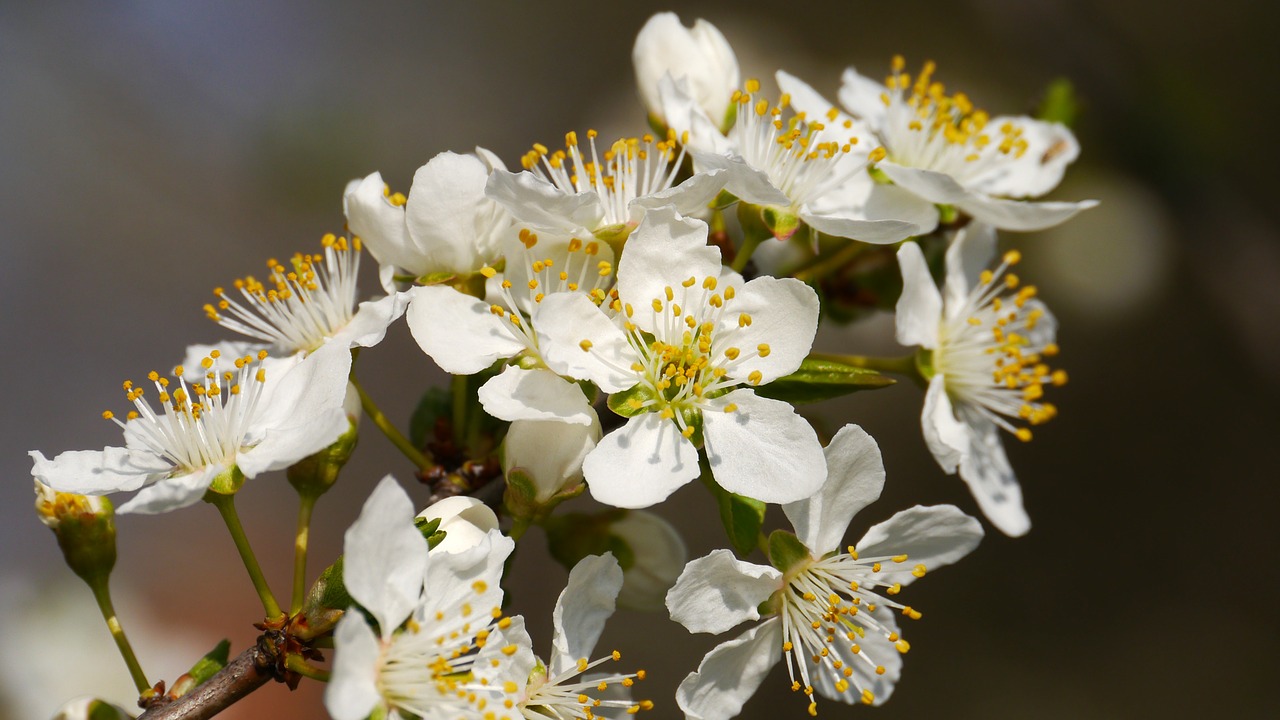 Image - bee flower spring