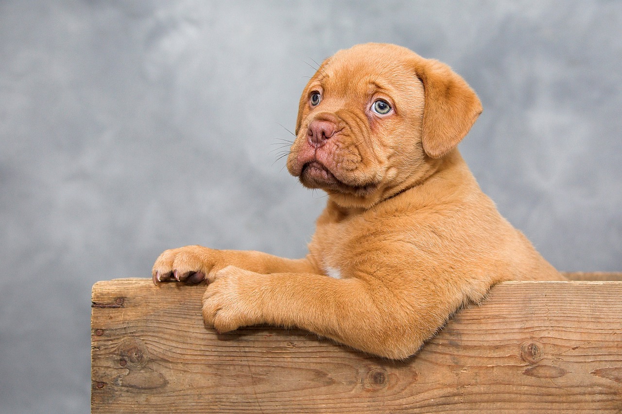 Image - dogue de bordeaux puppy dog animals