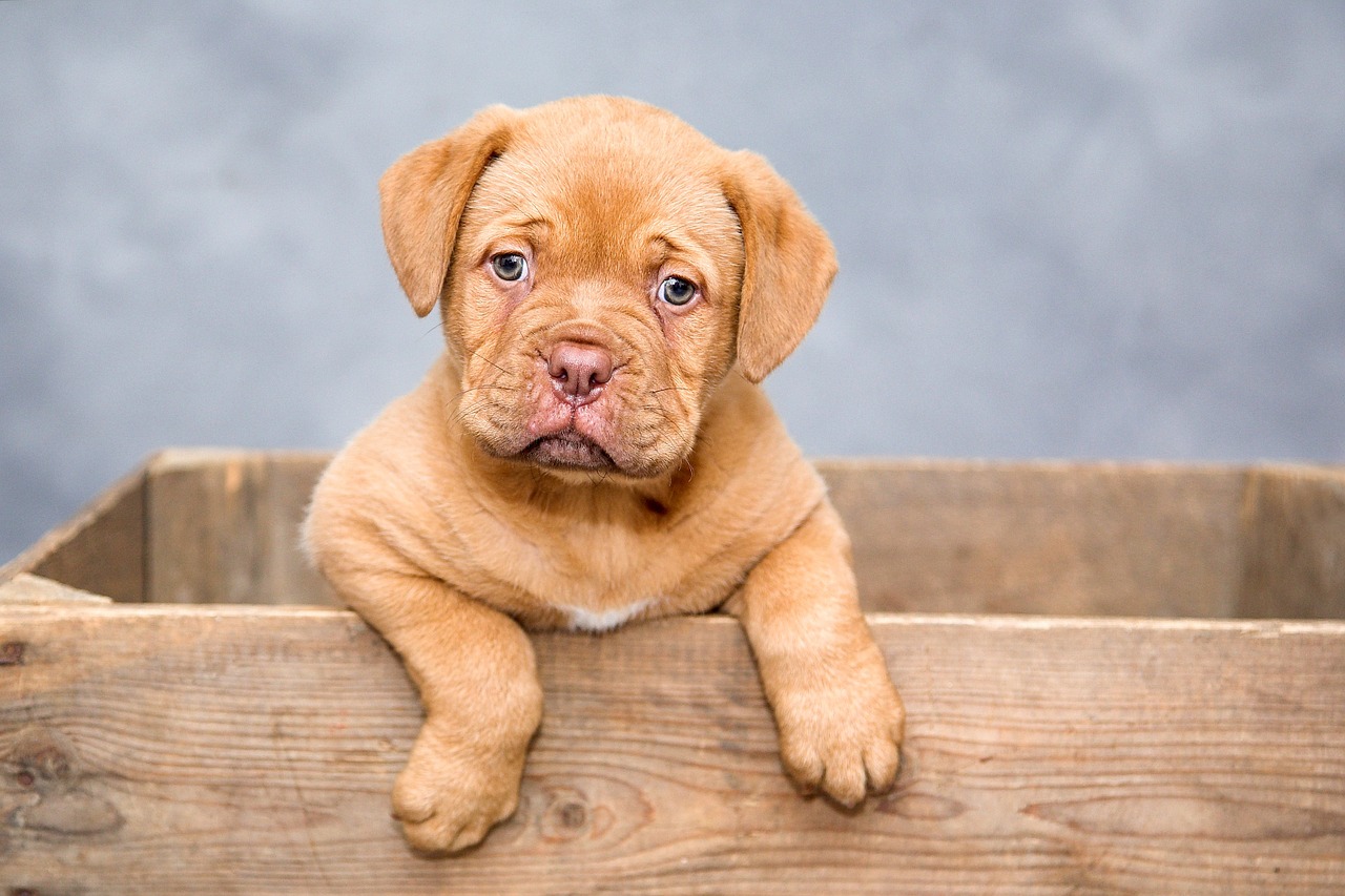 Image - dogue de bordeaux puppy dogs sweet