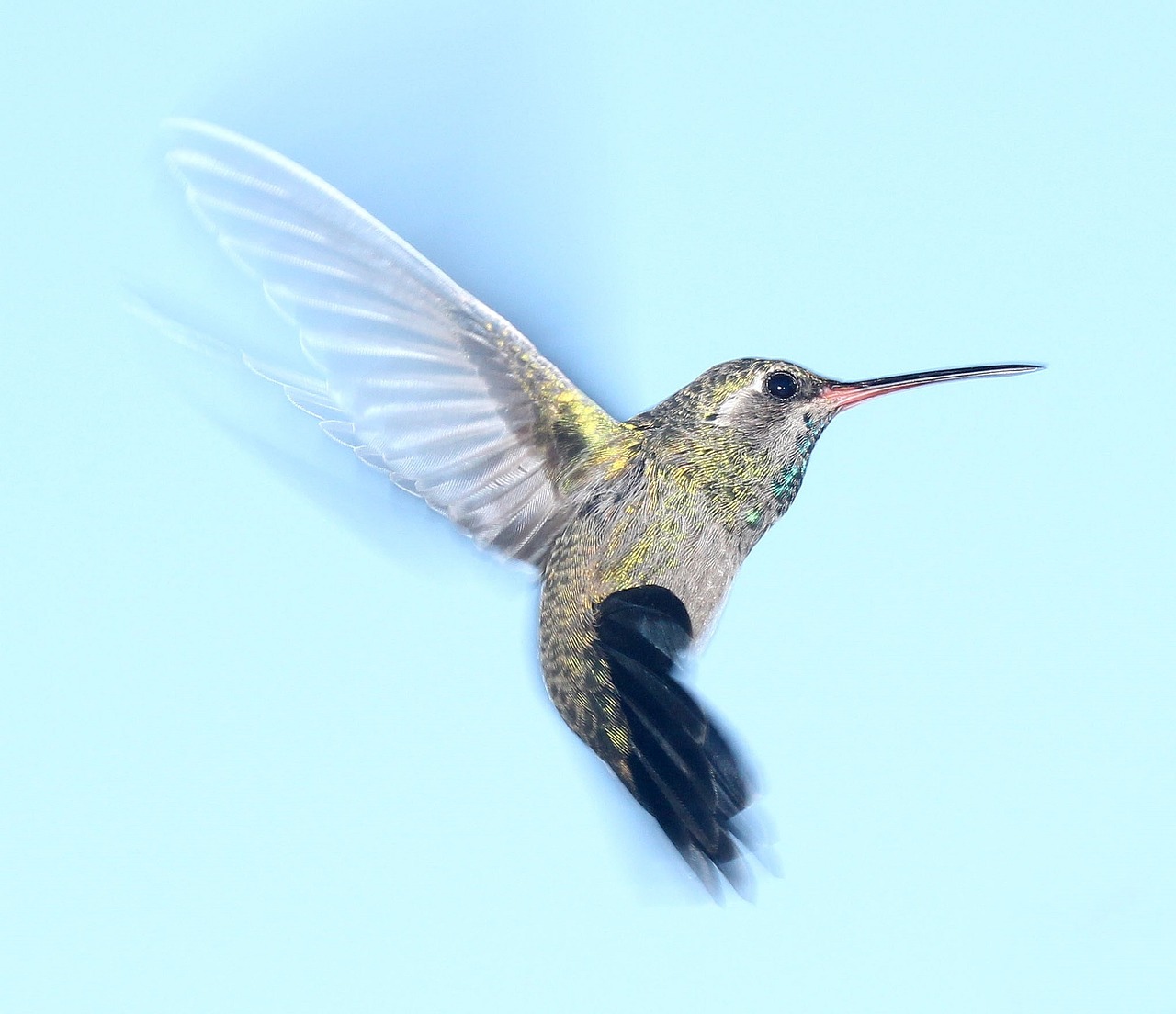 Image - hummingbird flying portrait