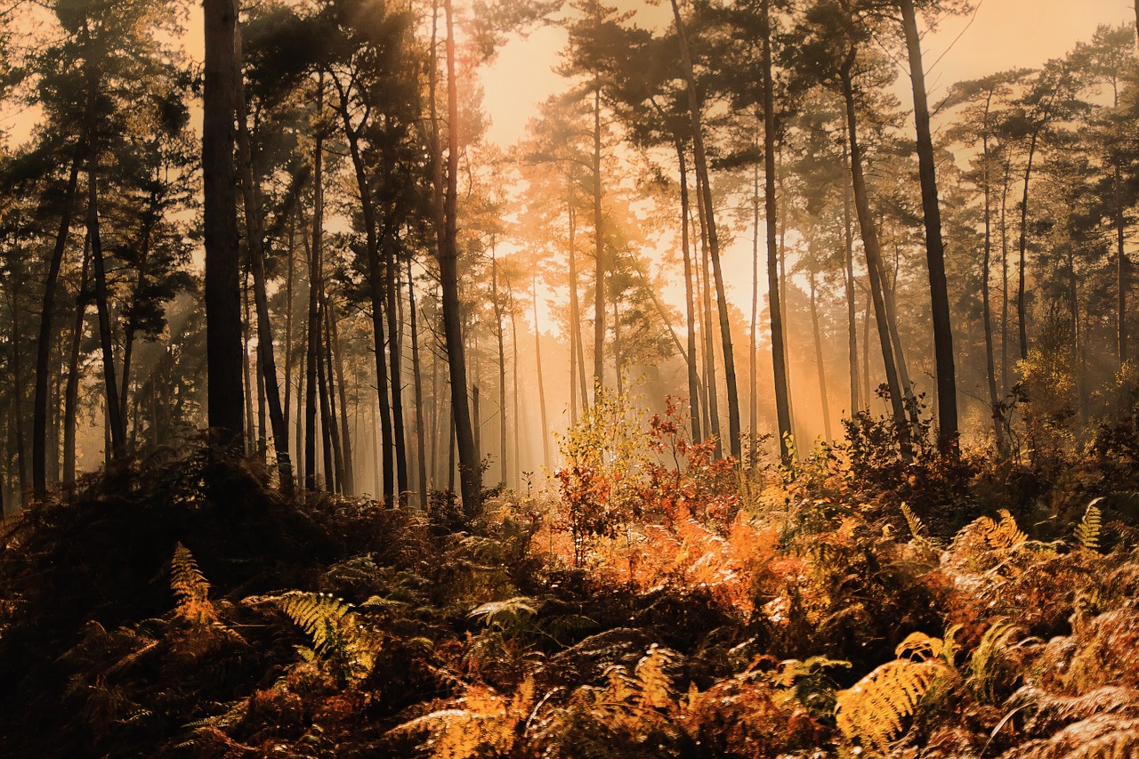 Image - forest fog sunlight autumn