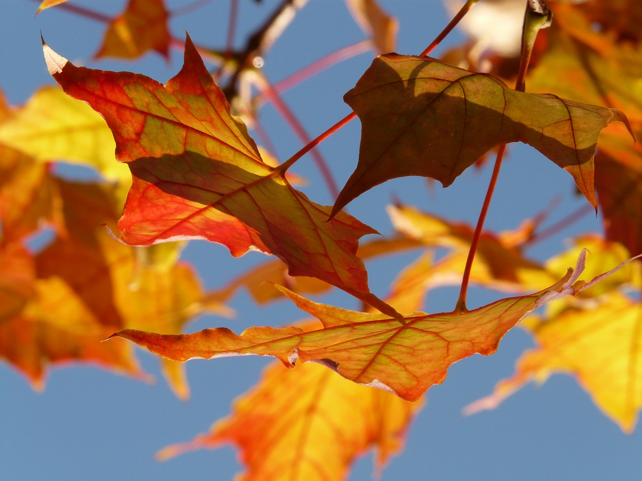 Image - autumn leaf leaves maple