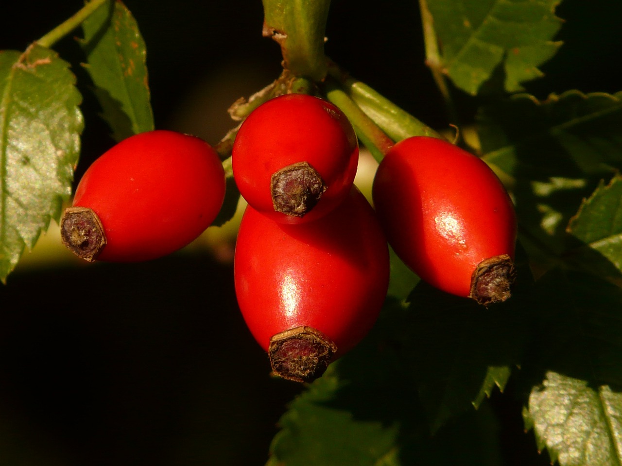 Image - rose hip fruit sammelfrucht red