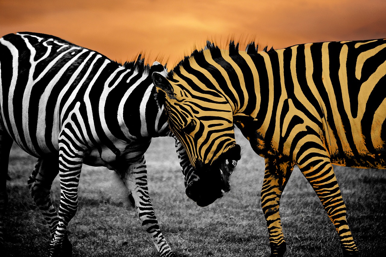 Image - safari zebra animal black wildlife