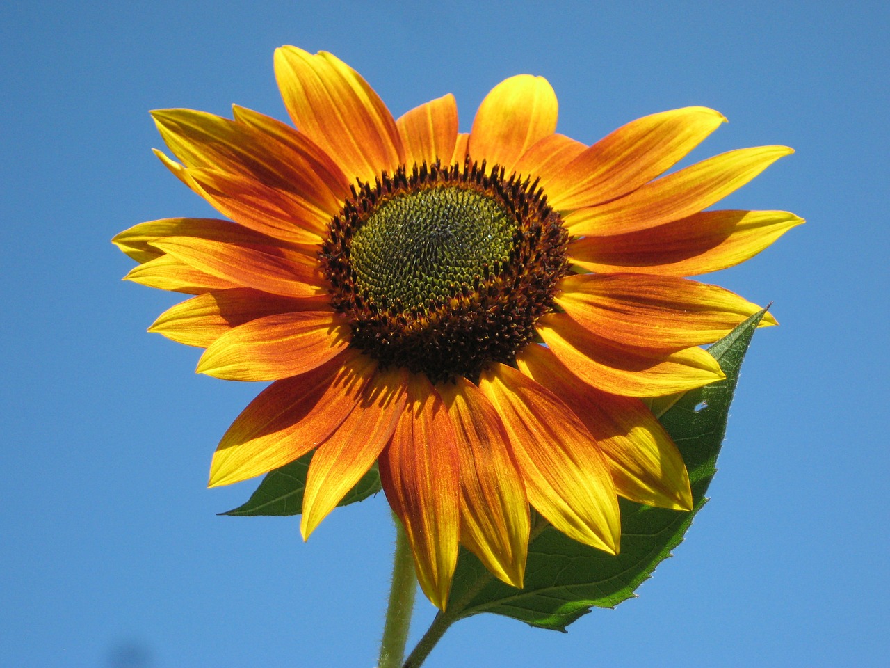 Image - sunflower plant nature outside