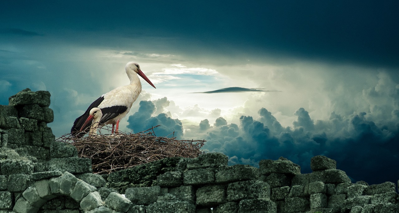 Image - stork nest bird nature wildlife