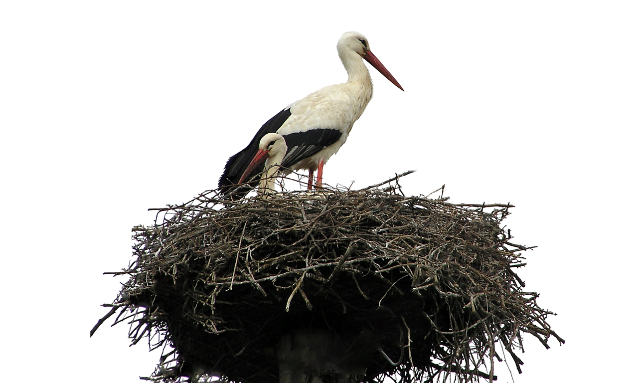 Image - isolated white stork nest bird