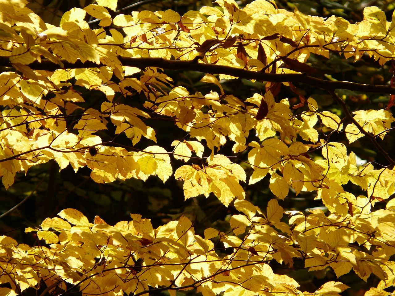 Image - beech fagus sylvatica fagus forest